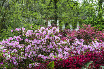 Fototapeta premium The azalea flowers is blossoming in spring 