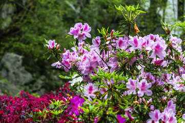 Obraz premium The azalea flowers is blossoming in spring 