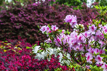 The azalea flowers is blossoming in spring 