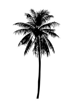 coconut tree, isolated natural palm plant sign, vector illustration