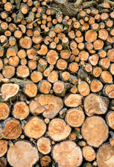 Heap of wood logs ready for winter. Stack of chopped firewood. A pile of woods in the house storage. Raw barked wood logs in a storage yard.