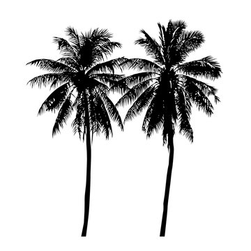 set of silhouette realistic coconut tree, isolated natural palm plant sign, vector illustration