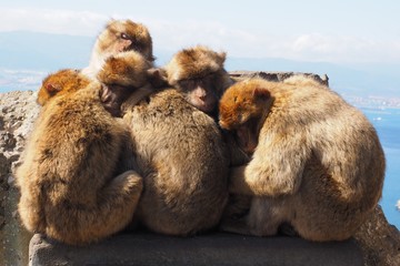 Affen kuscheln in Gibraltar