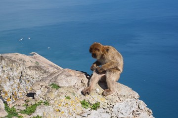 Affe über Gibraltar