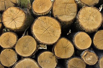 Naklejka premium Natural wood log background
