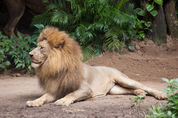 lion male relaxes and lies on the ground