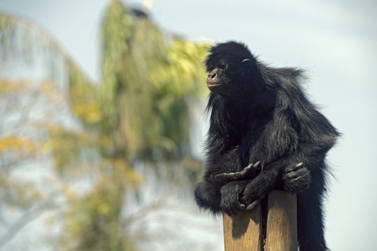 Peruvian Spider Monkey Sitting On Top Of A Trunk