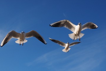 Möwen fliegen an der Nordsee