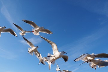Möwenballet an der Nordsee