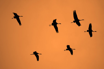 Silhouettes of flying cranes against the background of an orange sunset or dawn sky