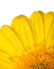 yellow gerber on white background 