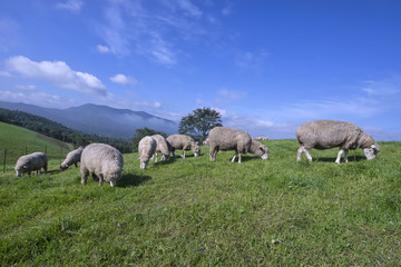 Naklejka na ściany i meble Group of Sheep on a meadow