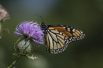 Butterfly 2017-108 / Monarch on flowering thistle