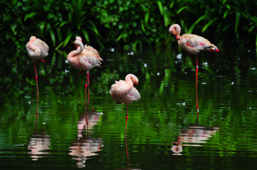 Flamingo bird in nature