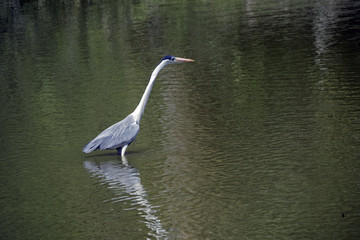 Cocoon heron fishing in shallow lake