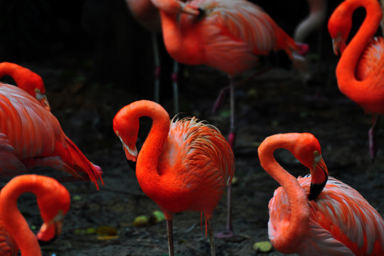Flamingo bird in nature