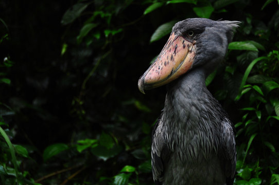 Shoebill A Ugly Bird In Wild