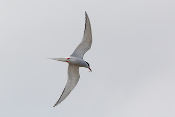 Arctic Tern in flight