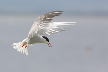 Fototapeta na wymiar Arctic Tern in flight