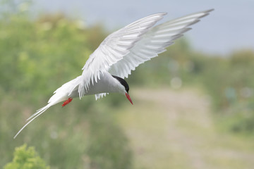Arctic Tern in flight