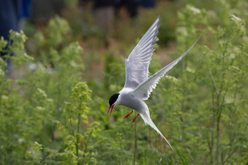 Arctic Tern