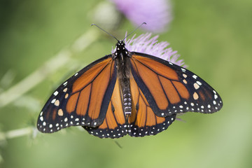 Butterfly 2017-116 / Monarch on thistle