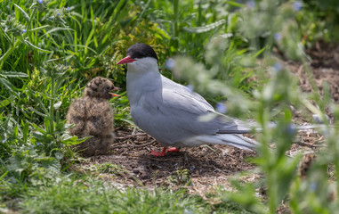 Arctic Terns with chicks