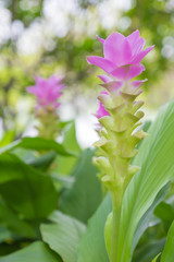 Obraz na płótnie Canvas krachai flower in green nature background. Pink flower in garden. Natural flower in field.