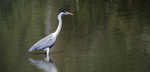 Cocoon heron fishing in shallow lake