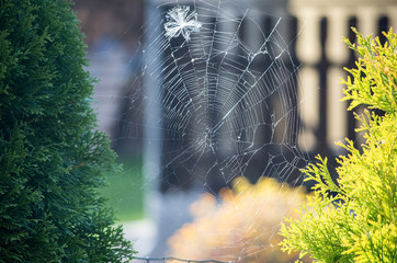 Cobweb in Piechowice, Poland