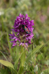 Wild orchid, growing in Northumberland UK