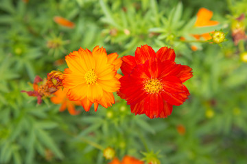 red and orange cosmos flower in green nature background.  flower in garden. Natural flower in field. Mexican Aster Cosmos