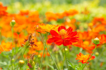 red and orange cosmos flower in green nature background.  flower in garden. Natural flower in field. Mexican Aster Cosmos