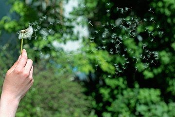 Fototapeta na wymiar A female hand holds a flying dandelion