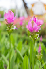 krachai flower in green nature background. Pink flower in garden. Natural flower in field.