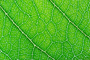 Macro of green leaf texture