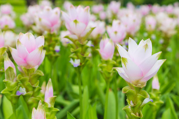 Obraz premium krachai flower in green nature background. Pink flower in garden. Natural flower in field.