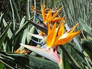 Strelitzia (oiseau de paradis)