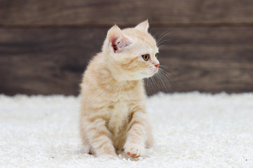 British kitten on a fluffy carpet and a wooden background