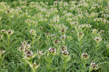 Blühende Alpen-Kratzdistel, Cirsium spinosissimum, Blumen in den Alpen, Bergblumen, alpine Flora © si2016ab