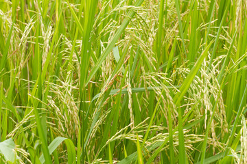 rice field. rice plants in paddy field