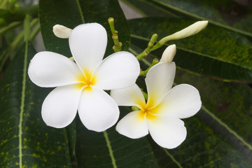 Obraz na płótnie Canvas white plumeria flowers and leaf on nature background