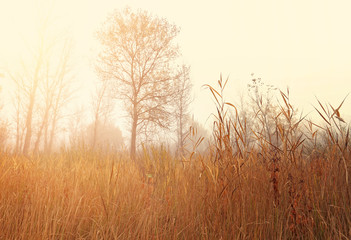 Misty autumn morning in idyllic meadow