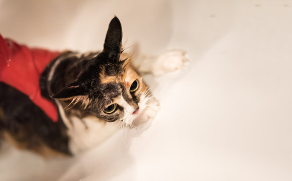 Funny little wet kitten in a bath. The girl washing cat in red rubber gloves. Copy space