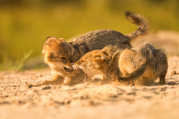 European Golden jackal pups play-fighting
