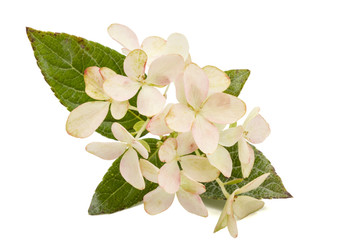 Fototapeta premium Inflorescence of hydrangea, lat. Hydrangea paniculata, isolated on white background