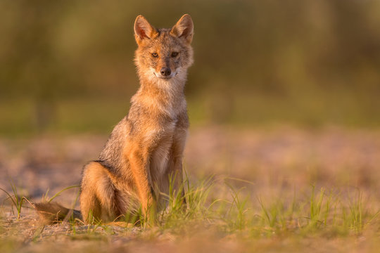 European Golden jackal