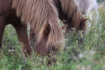 Horses in the meadow