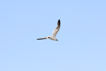 Seagull is flying in the sky