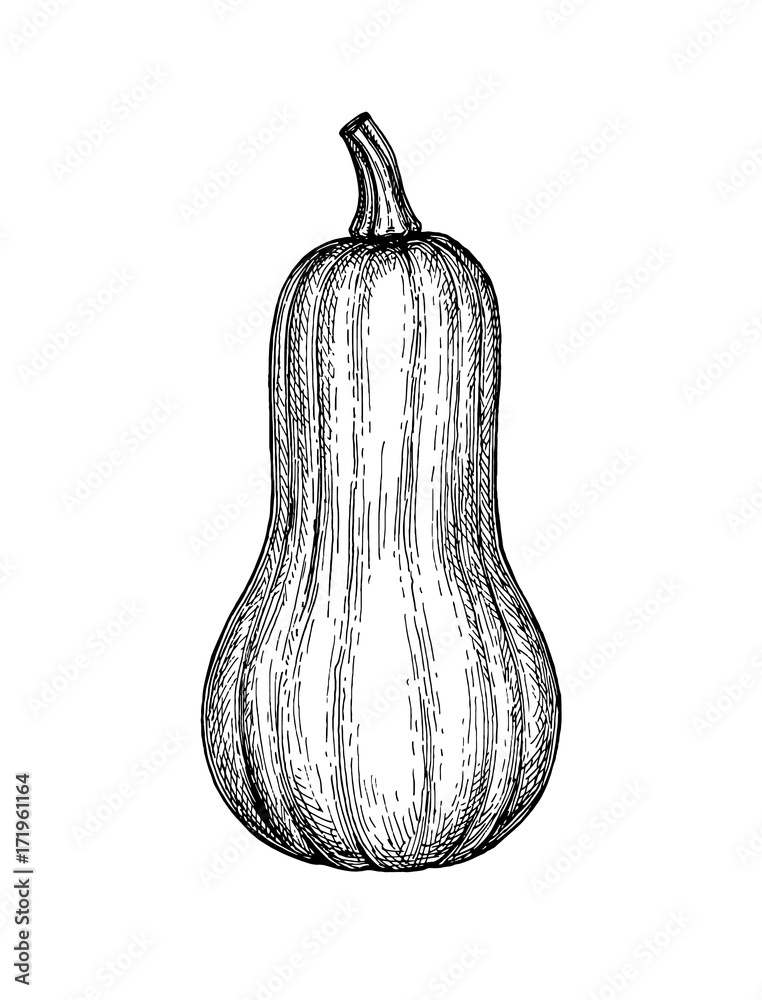 Canvas Prints ink sketch of butternut squash
